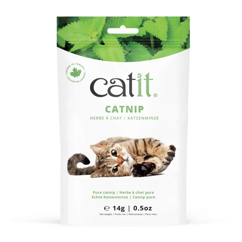 Hierba para Gatos - Catnip x 20 semillas